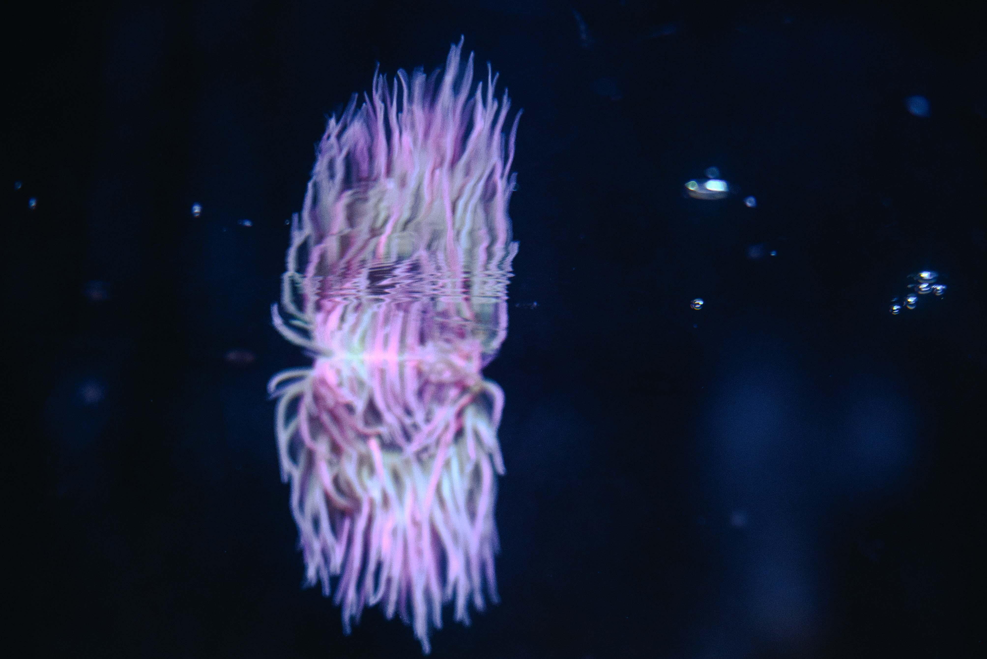 A pink sea anemone 