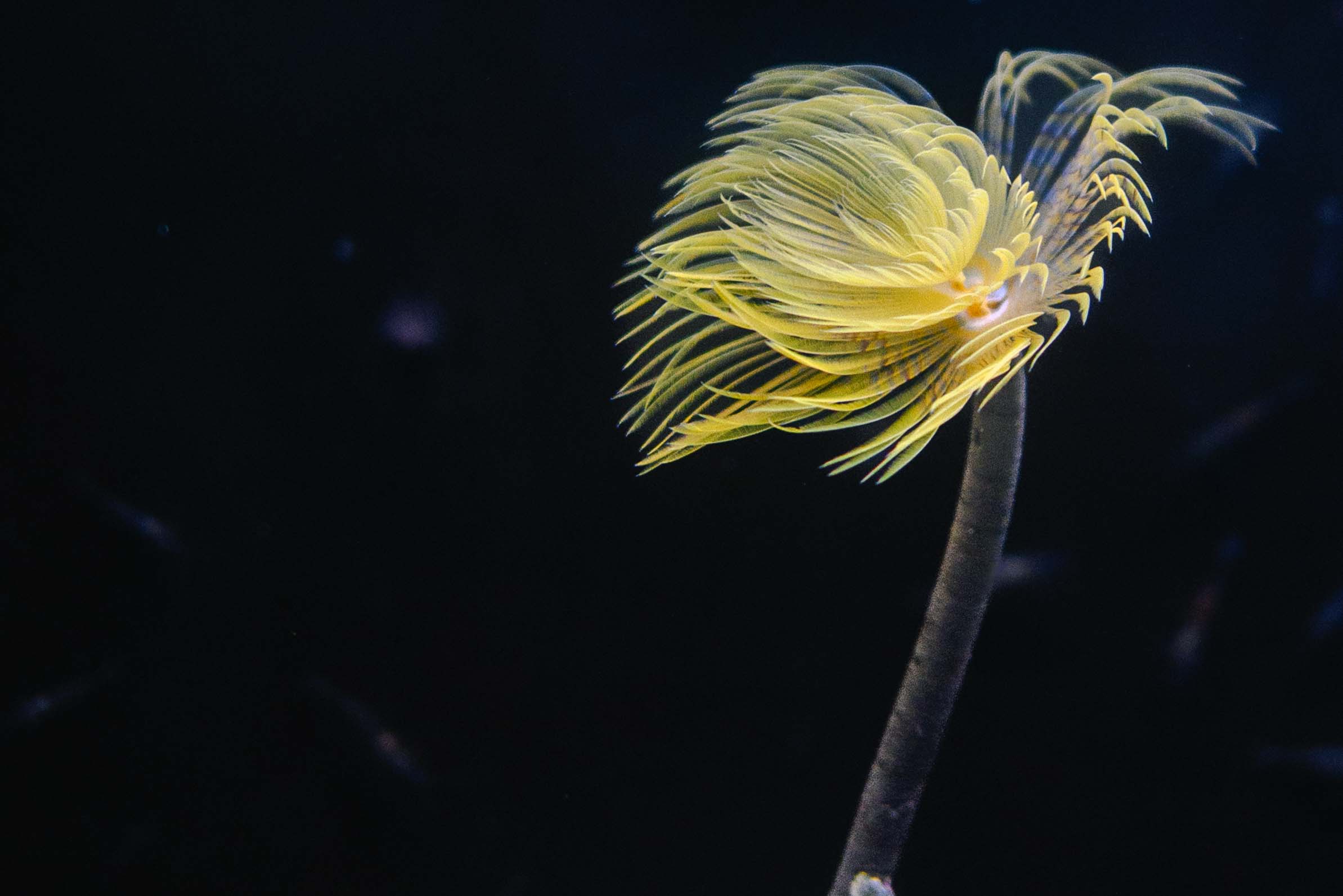 A feather duster worm underwater