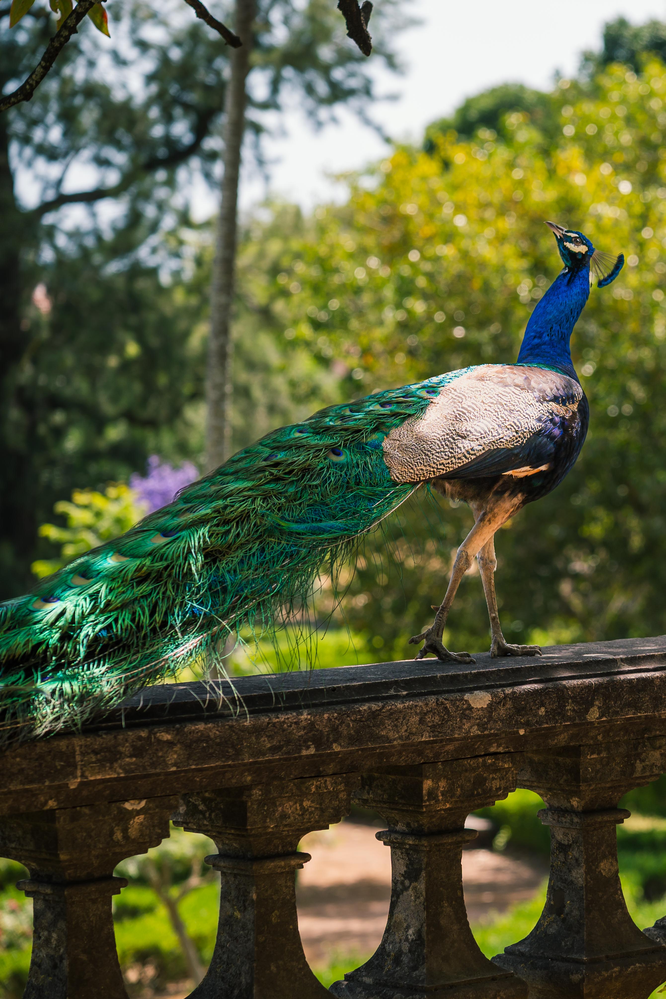 A peacock with vivid blue and green plumage walking along a weathered stone balustrade, with lush garden greenery blurred in the background.