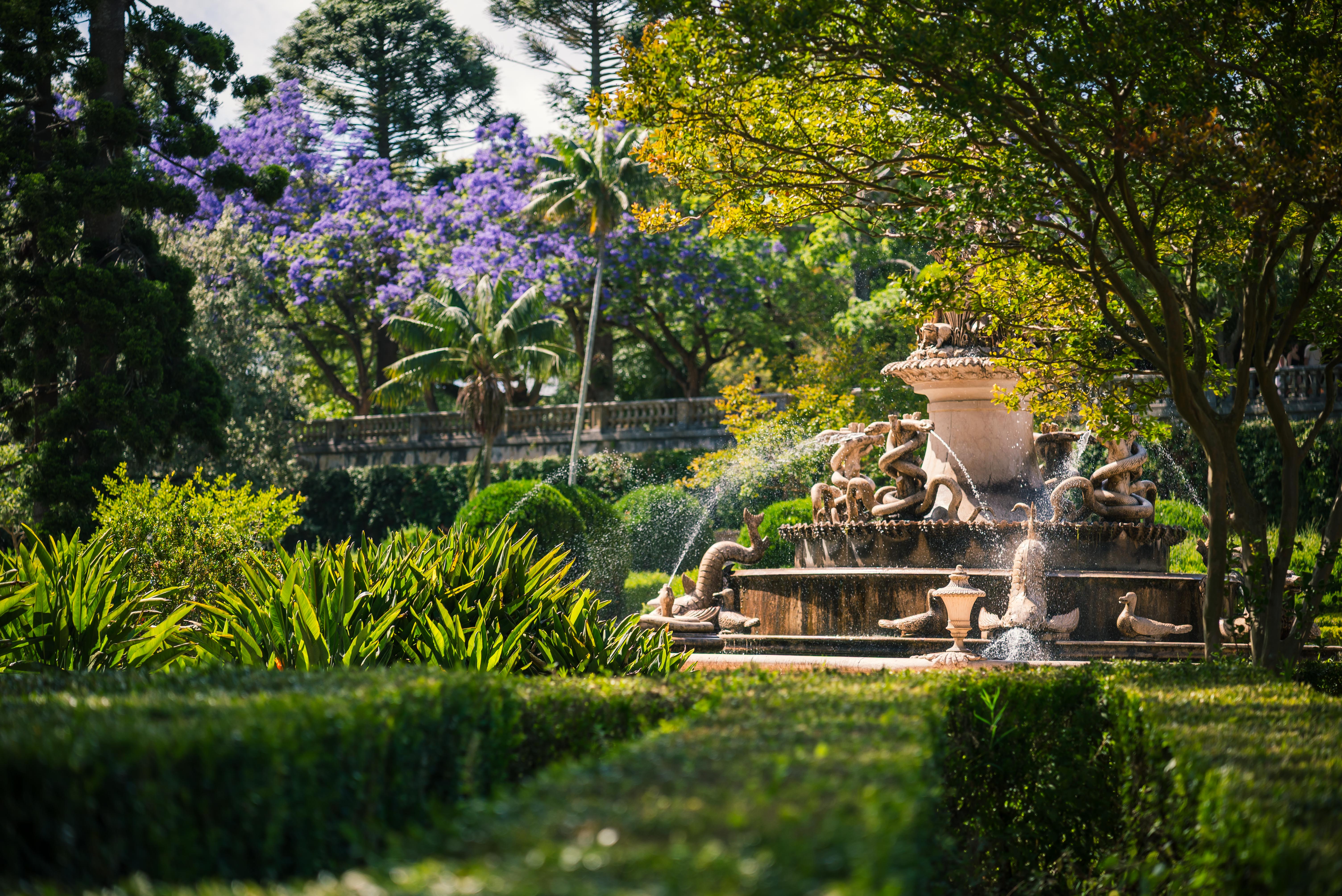 Ornate stone fountain decorated with sculpted swans and serpents, surrounded by manicured hedges and lush garden greenery, with blooming jacaranda trees in the background."