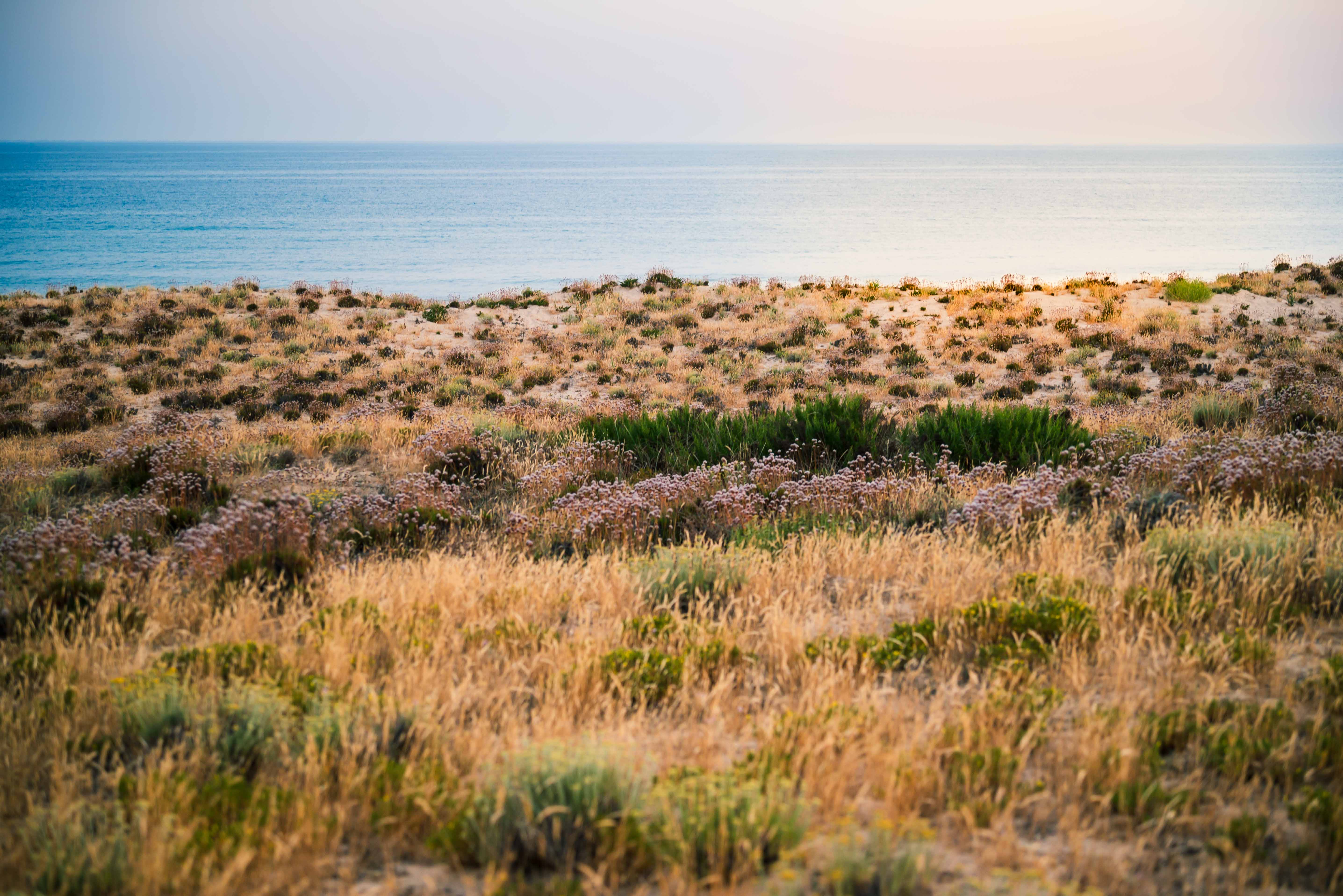 coastal meadow