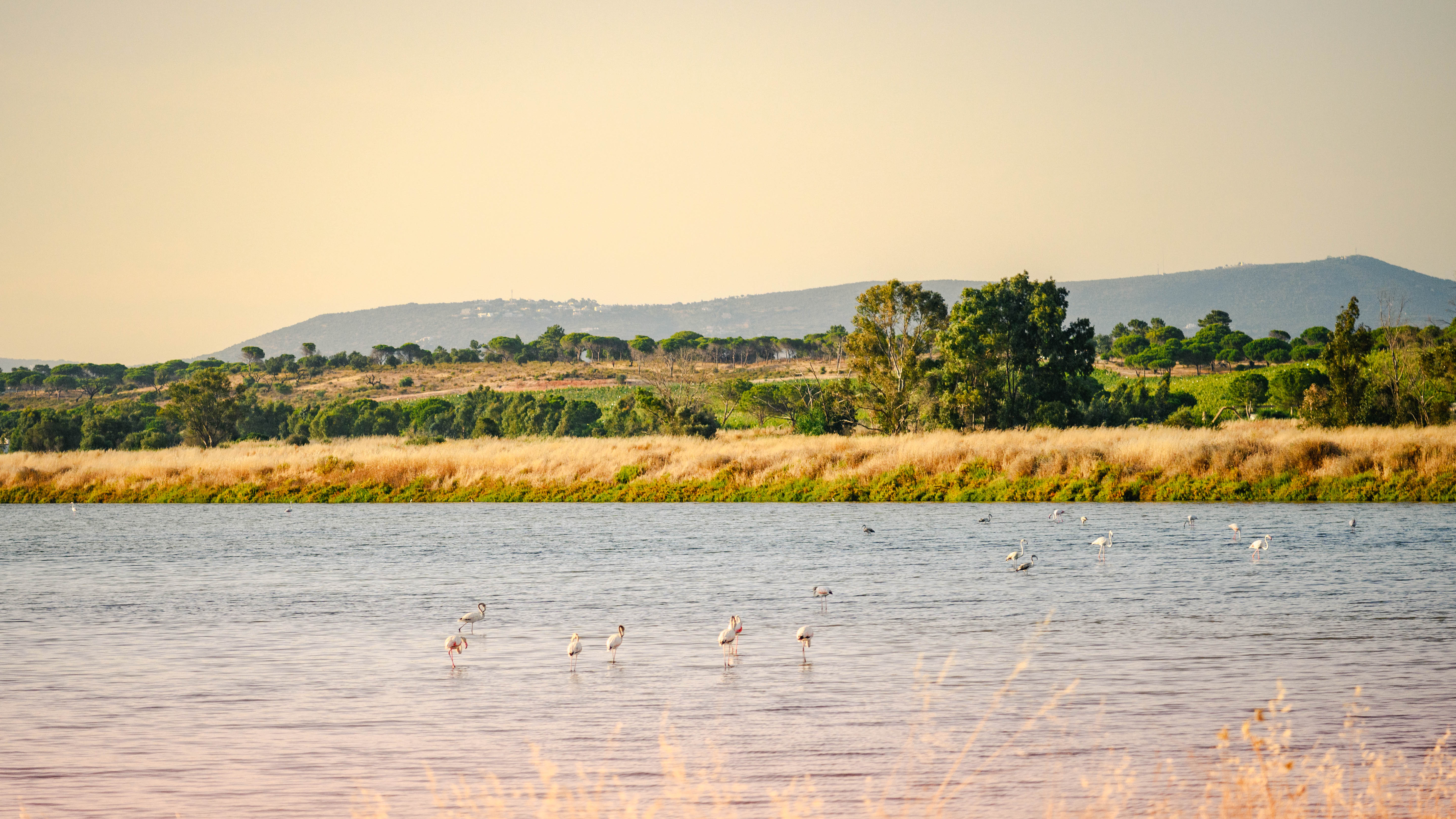 flamingos in salt pans at sunset