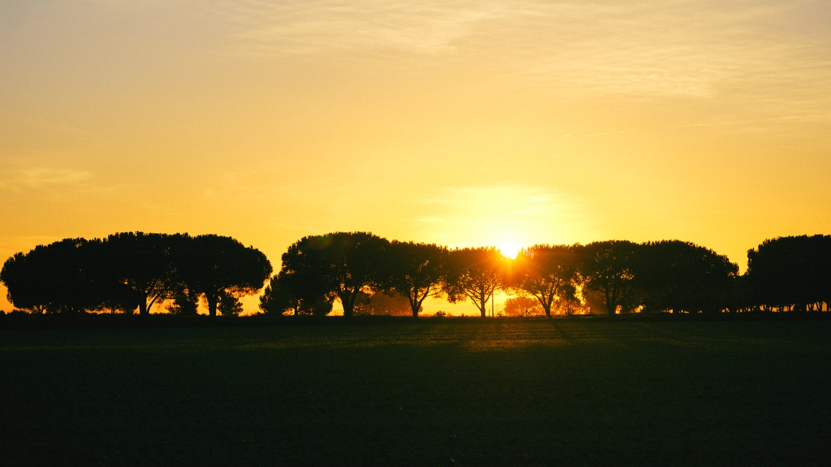 tree line in the sunset
